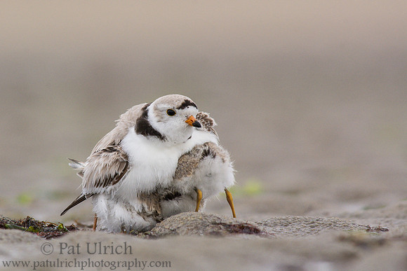 Piping plover parent with chick