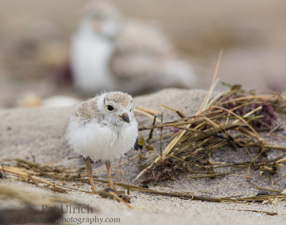 Piping plover chick exploring the wrack