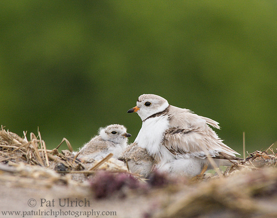 Piping plover parent with chick