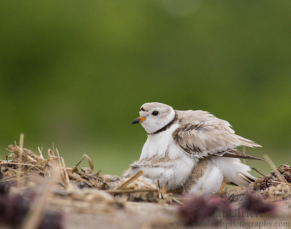 Piping plover parent with chick