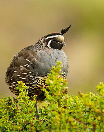 Quail in the brush