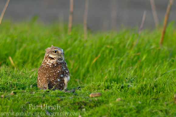 Burrowing owl