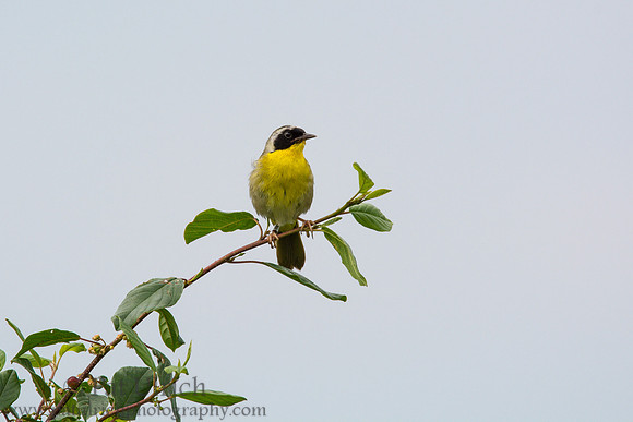 Common yellowthroat