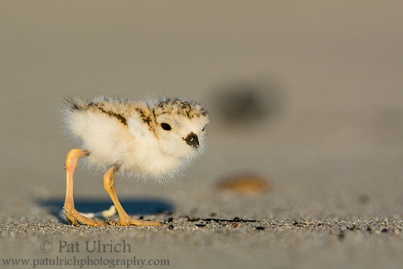 Piping plover chick