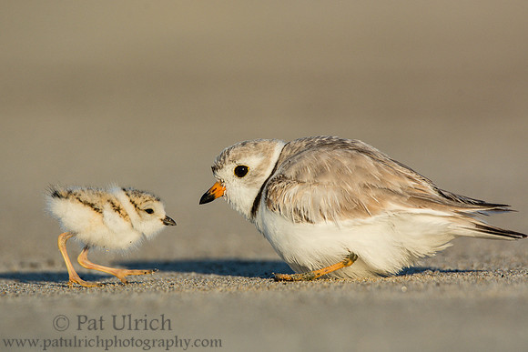 Piping plover with chicks