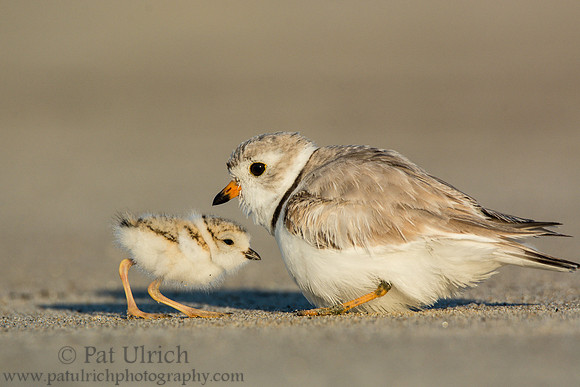 Piping plover with chicks
