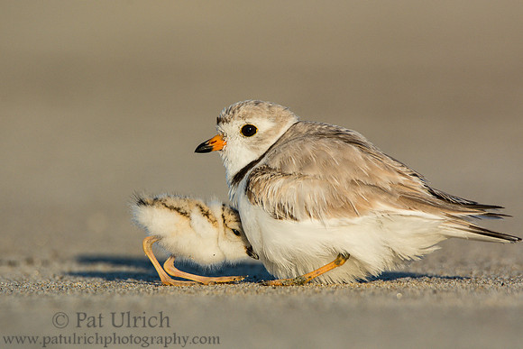 Piping plover with chicks