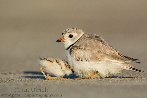 Piping plover with chicks