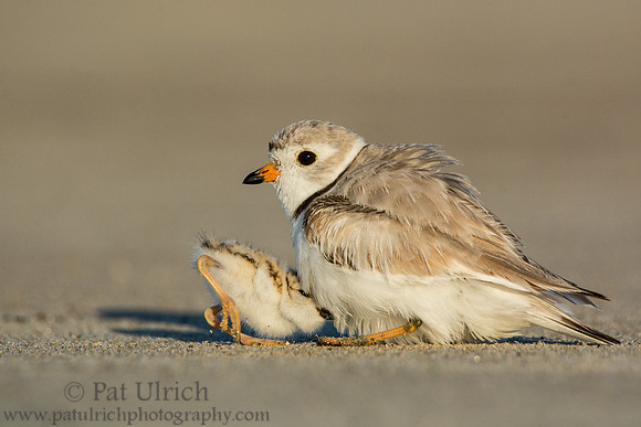 Piping plover with chicks