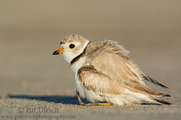 Piping plover with chicks