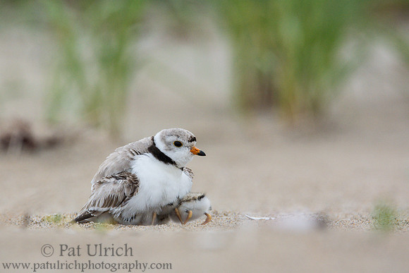 Piping plover with chicks