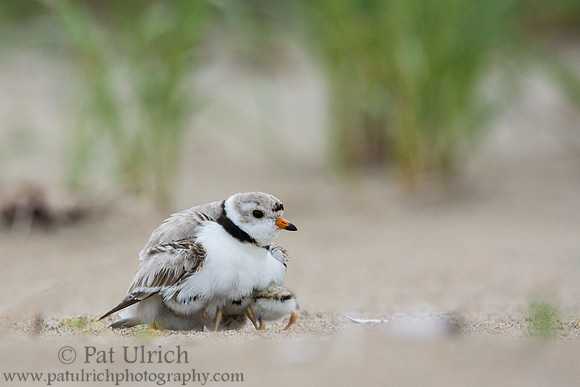 Piping plover with chicks