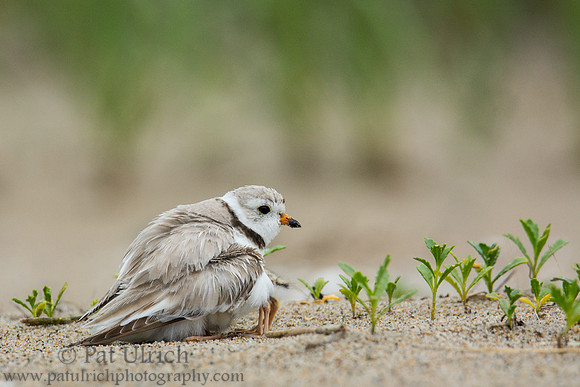 Piping plover with chicks