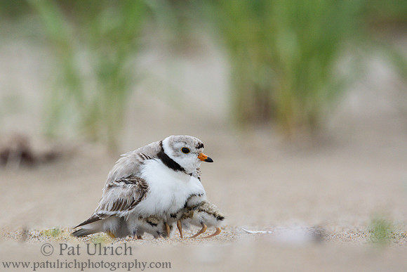Piping plover with chicks