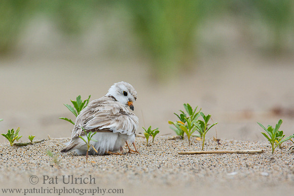 Piping plover with chicks