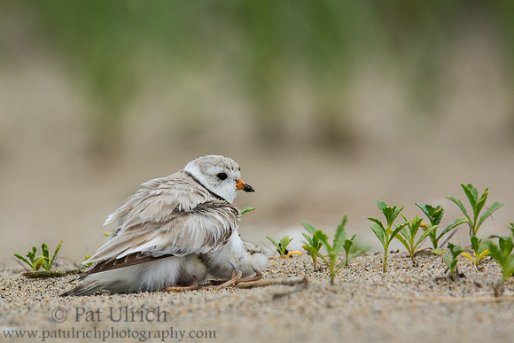 Piping plover with chicks