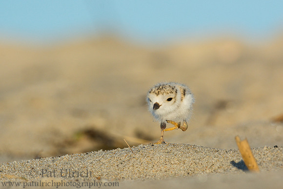 Piping plover chick
