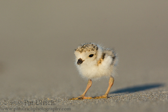 Piping plover chick