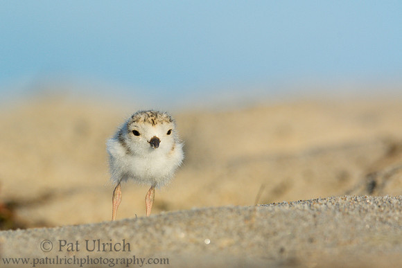 Piping plover chick