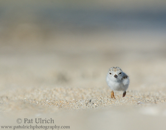 Piping plover chick