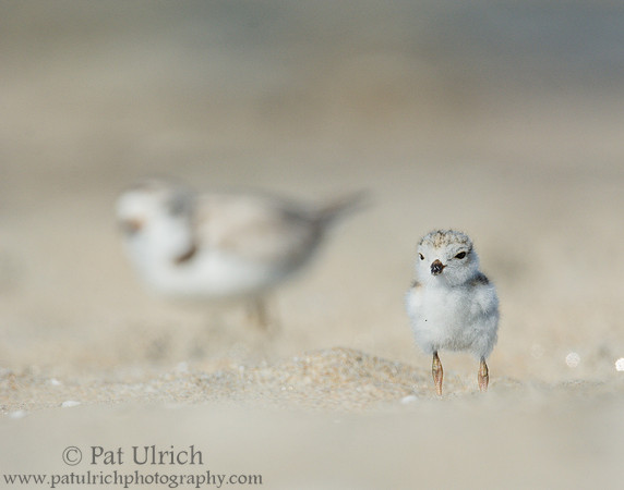 Piping plover chick