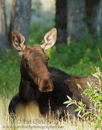 Female moose relaxing