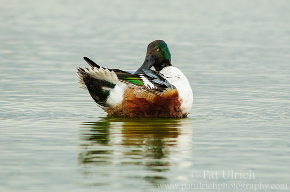 With tail feathers spread
