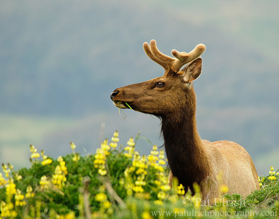 Elk in the lupine