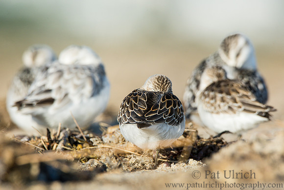 Sandpipers at Sandy Point