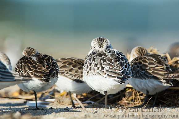 Sandpipers at Sandy Point