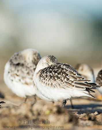 Sandpipers at Sandy Point