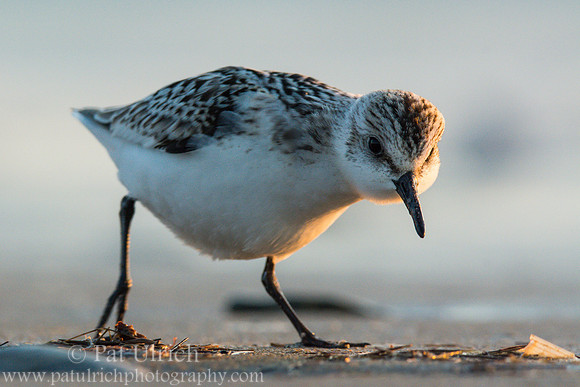 Sanderling in Parker River NWR