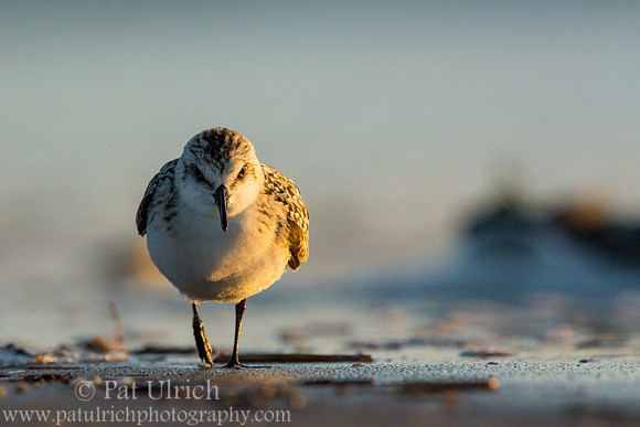 Sanderling in Parker River NWR