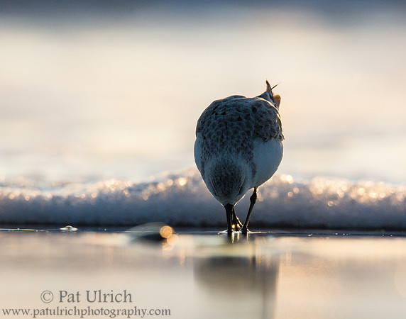 Sanderling in Parker River NWR