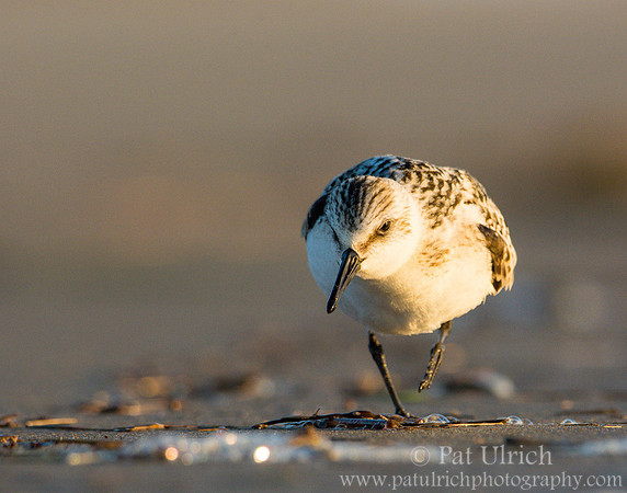 Sanderling in Parker River NWR