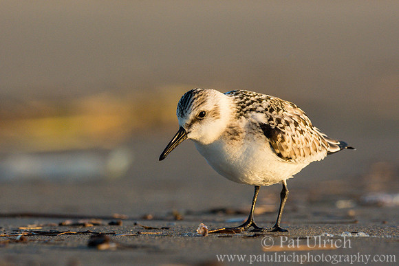 Sanderling in Parker River NWR