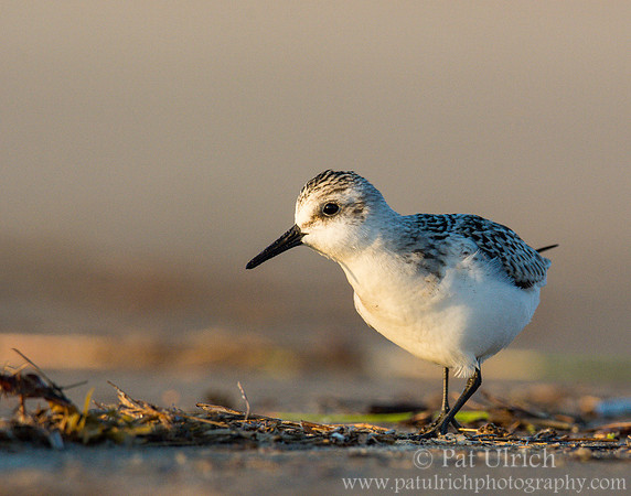 Sanderling in Parker River NWR