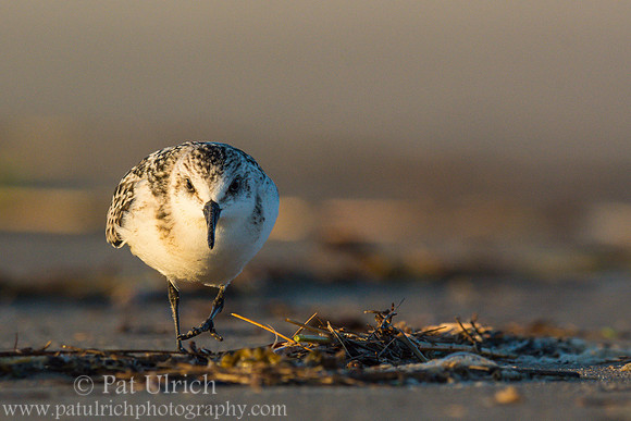 Sanderling in Parker River NWR
