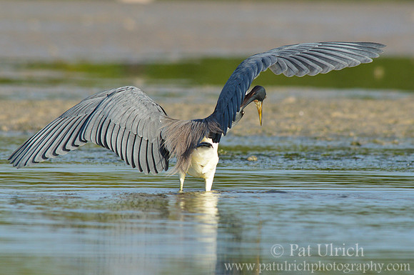 Tricolored heron hunting behavior