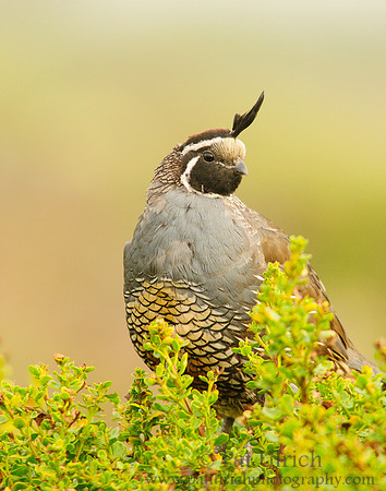 Quail to the side