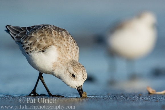 Sanderling with a sandy bill