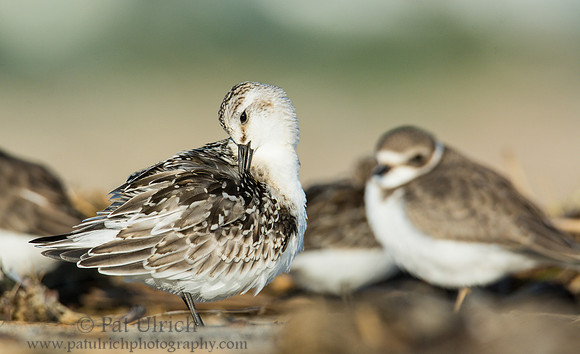 Sandpipers at Sandy Point