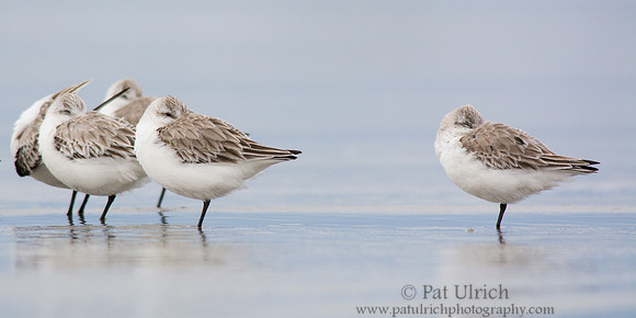 Resting sanderlings in the wet sand