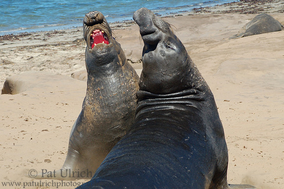 See my teeth?