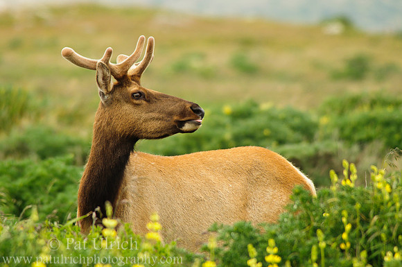 Browsing the wildflowers