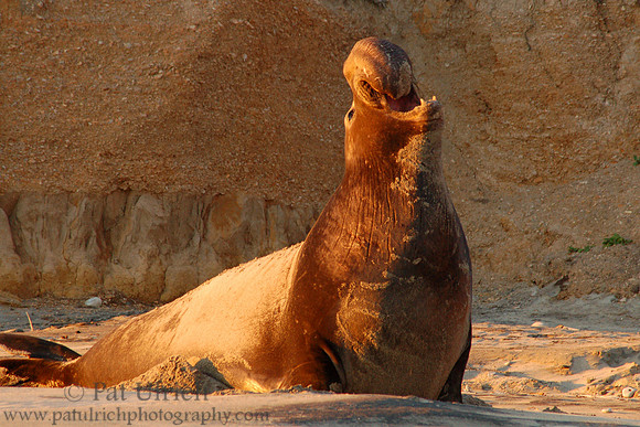 Male elephant seal