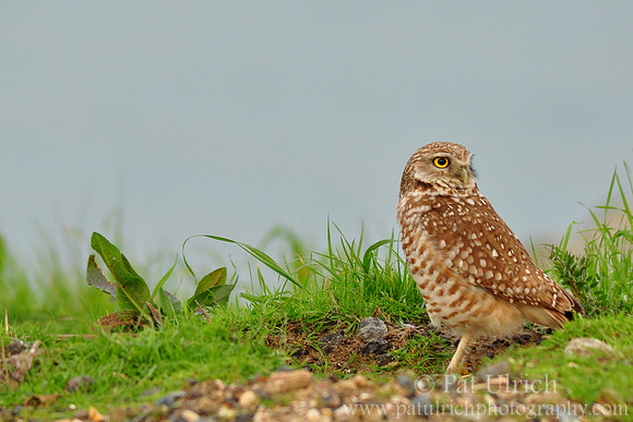 Western burrowing owl
