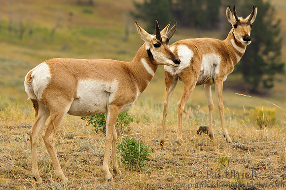 Pair of pronghorn in Yellowstone