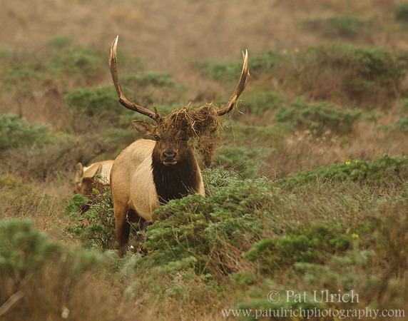 Tule elk bull with decorated antlers