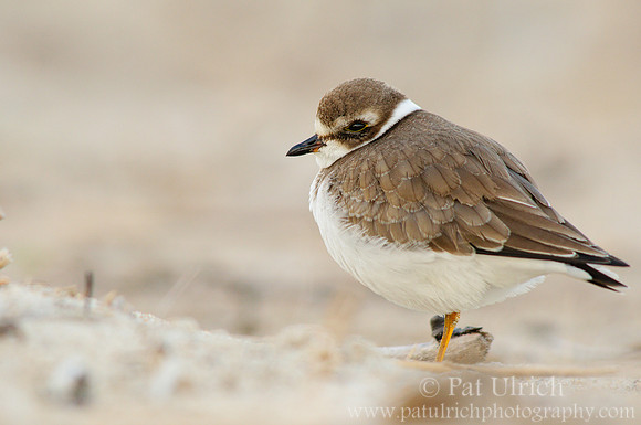 Portrait of a Semipalmated Plover